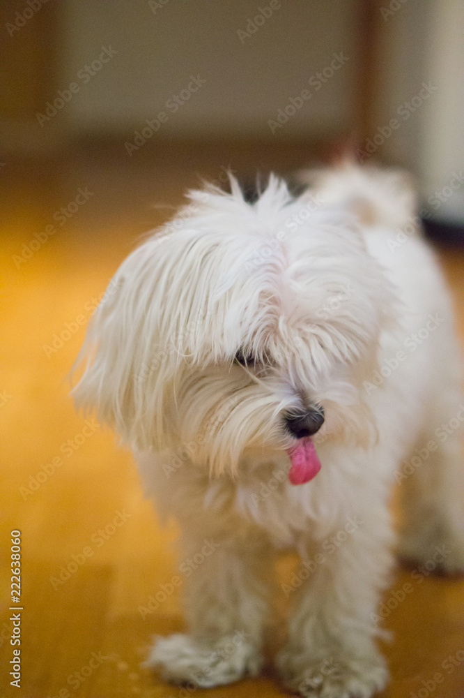 Maltese Maltese