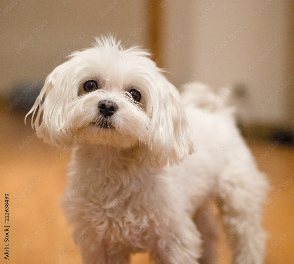 Maltese