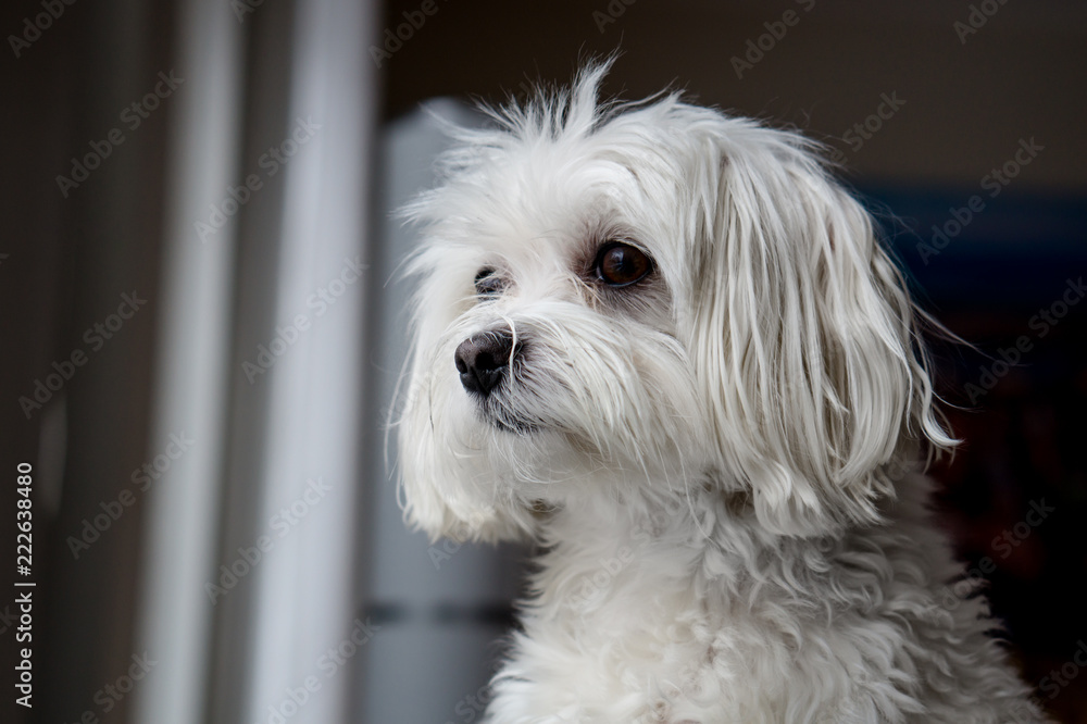 Maltese