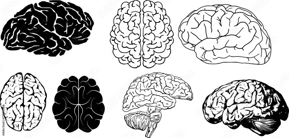 脳のイラストとシルエット Stock ベクター Adobe Stock