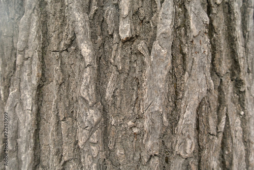 Fototapeta Naklejka Na Ścianę i Meble -  나무