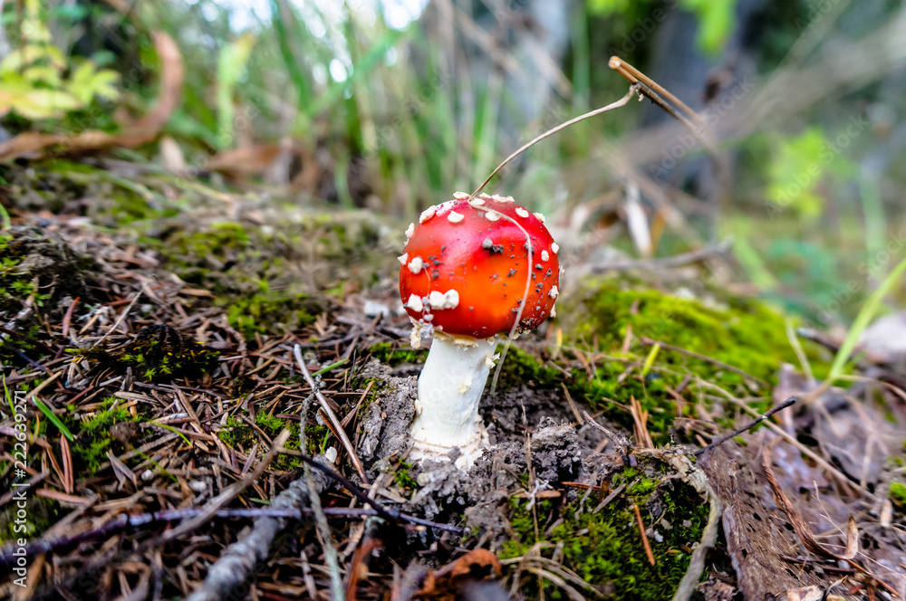 Forest toadstools in a huge forest. Forest toadstools in a huge forest.
