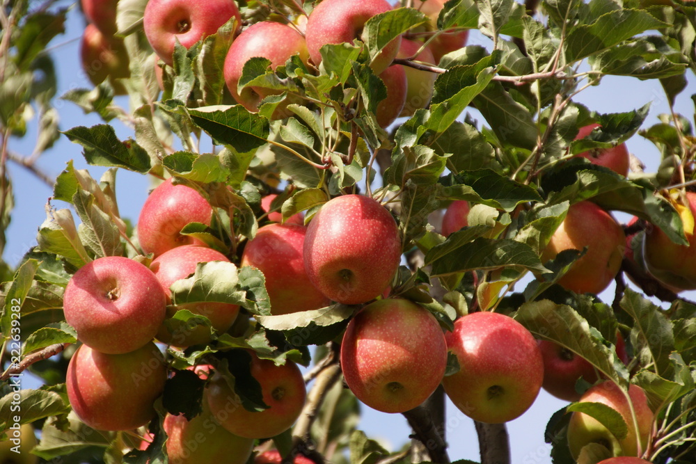frische, reife, rote, saftige Äpfel am Baum