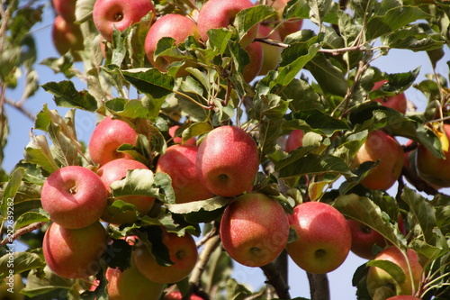 Obraz na płótnie frische, reife, rote, saftige Äpfel am Baum w salonie