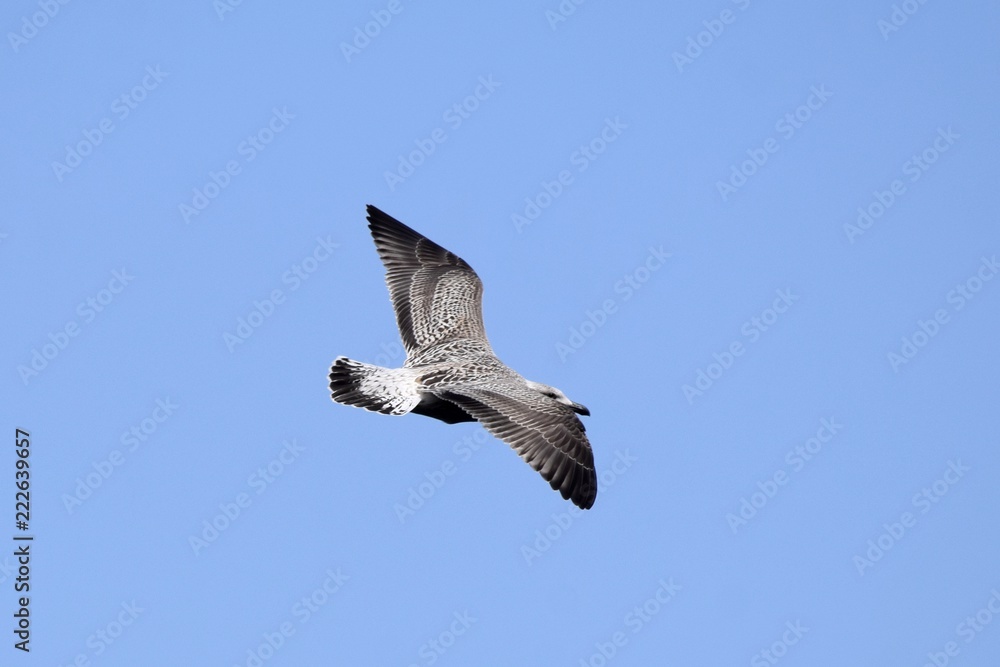 Obraz premium young yearling Seagull with spread wings flying in the blue sky