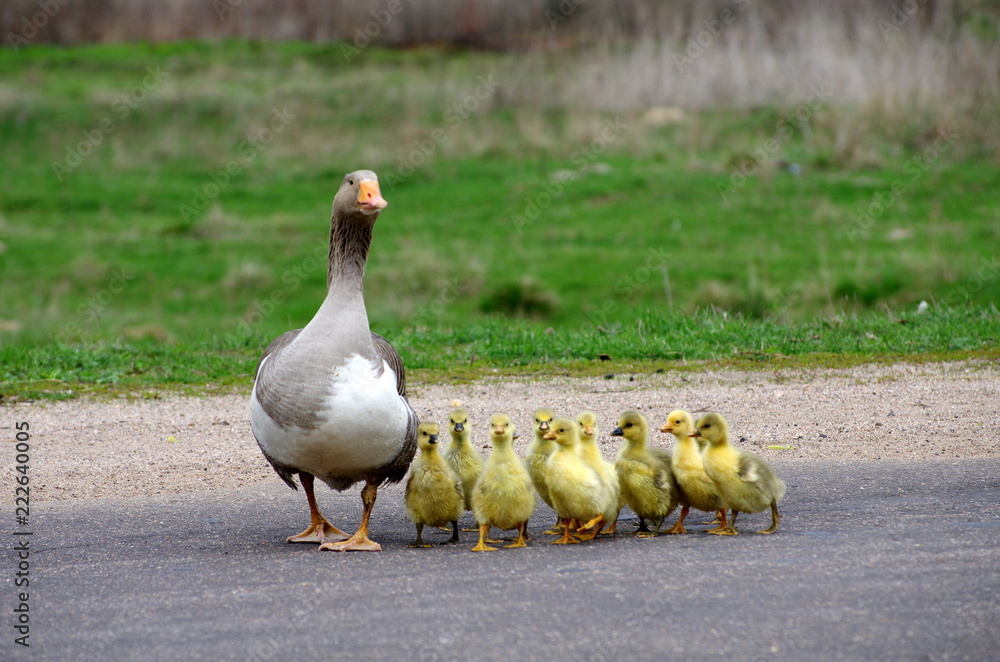 Fototapeta premium Goose family with cute goslings