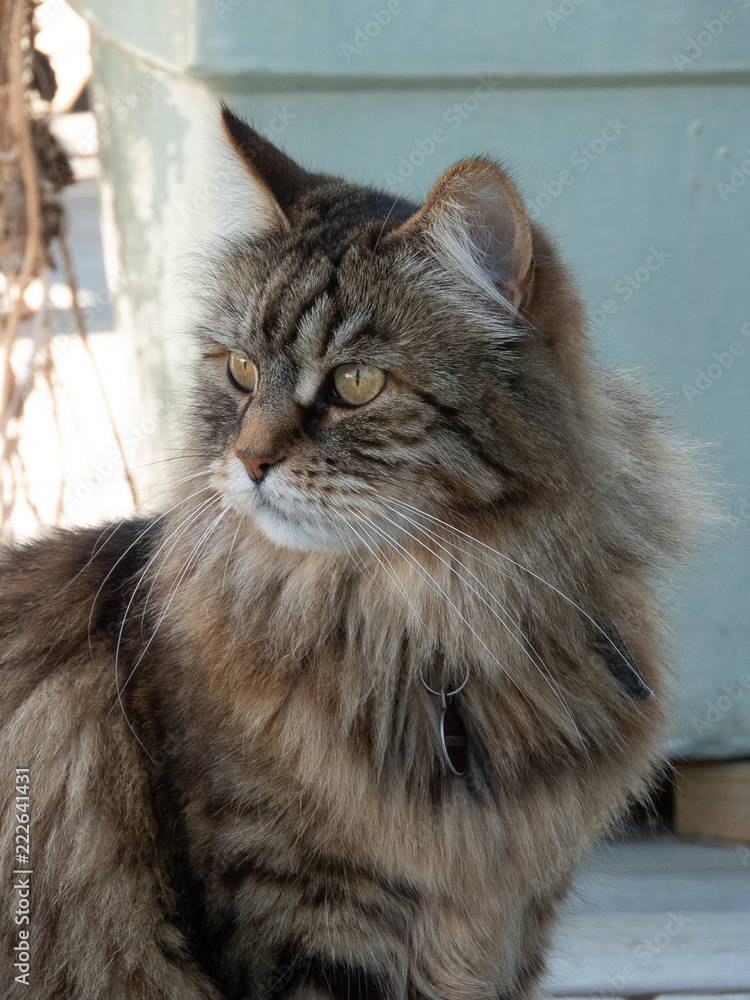 A brown Siberian forest cat