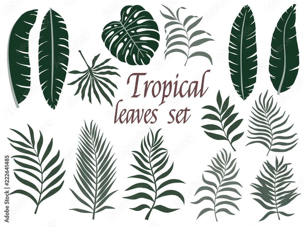 Tropical leaves set. Vector flat design isolated elements on the white background.