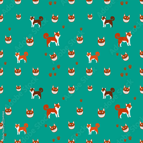 Cute colorful happy shiba inu dog smiling isolated on white background side view