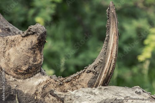 scraping rhino horn