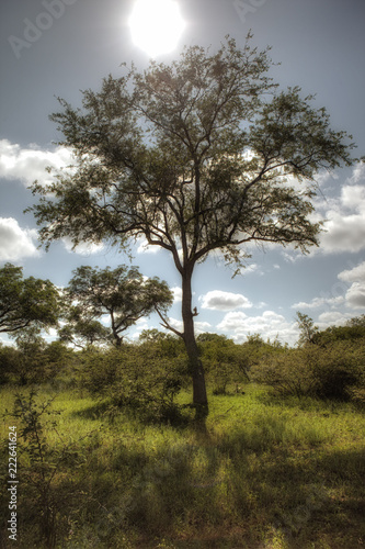 tree on South African savanna
