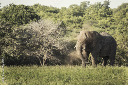 dusty elephant