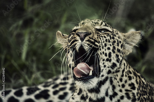 portrait of a leopard