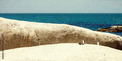 Pinguins on the rocks