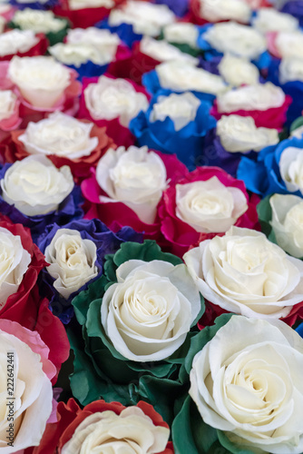 Large multi-colored roses. © sandipruel