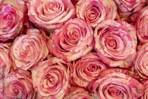 Fototapeta Naklejka Na Ścianę i Meble -  Beautiful red roses.