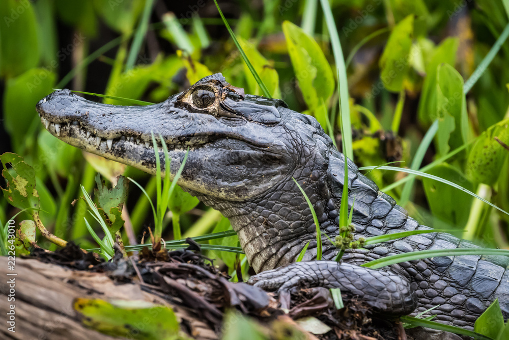 Obraz premium The caiman is on a log