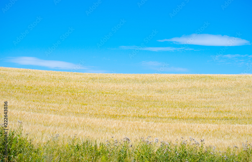 Green grass, yellow wheat field and blue sky background