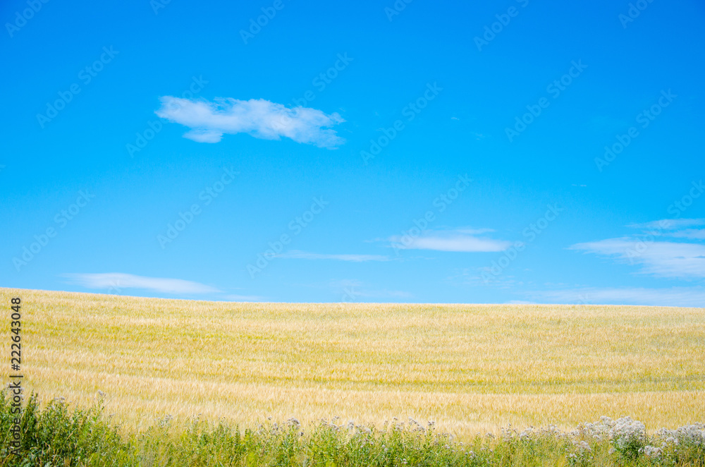 Green grass, yellow wheat field and blue sky background