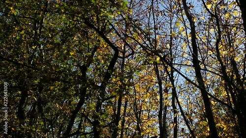 les feuilles tombent c'est bientôt l'automne photo