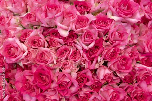 Buds of beautiful, fresh pink roses.