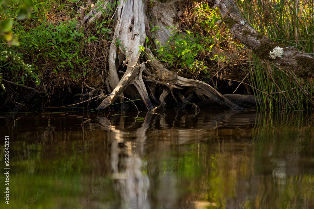 Curvy Tree Roots Growing into Water Curvy Tree Roots Growing into Water