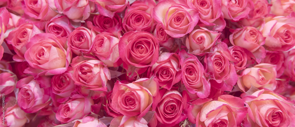 Obraz premium Delikatne różowe róże.