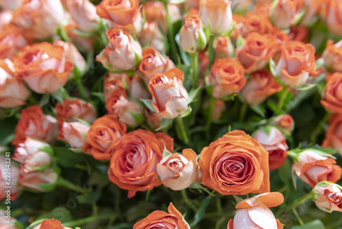 Beautiful  fresh orange roses on a background of green leaves.