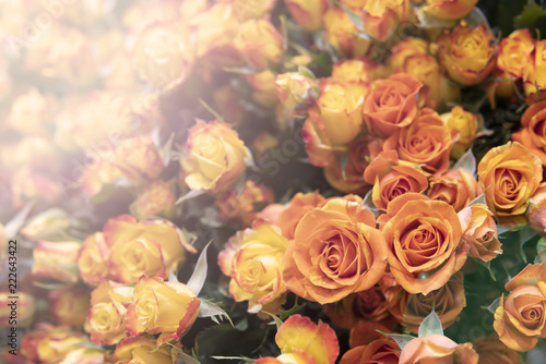 Beautiful, fresh orange roses on a background of green leaves.