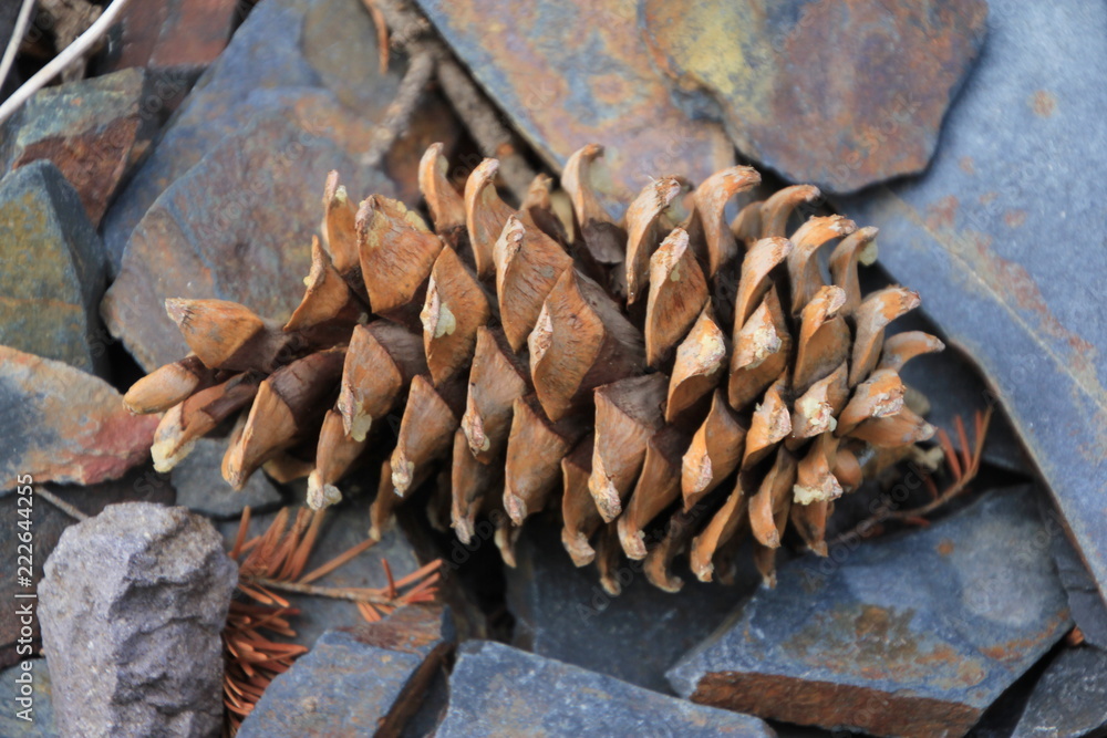 Isolated pine cone laying on colorful granite rocks Isolated pine cone laying on colorful granite rocks