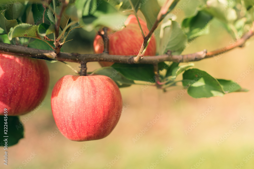 Apple fruits growing on an apple tree branch Apple fruits growing on an apple tree branch