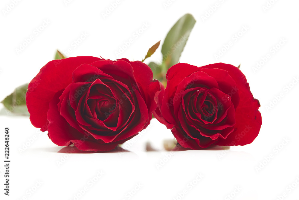 Fototapeta premium Two red rose on white background