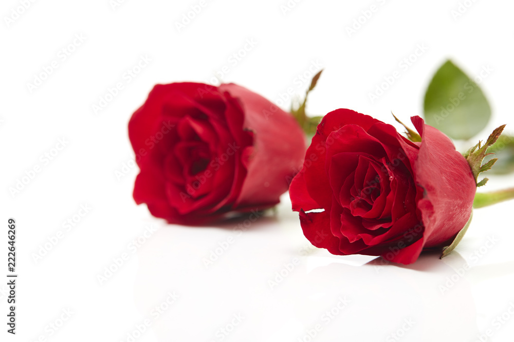 Two red rose on white background Two red rose on white background