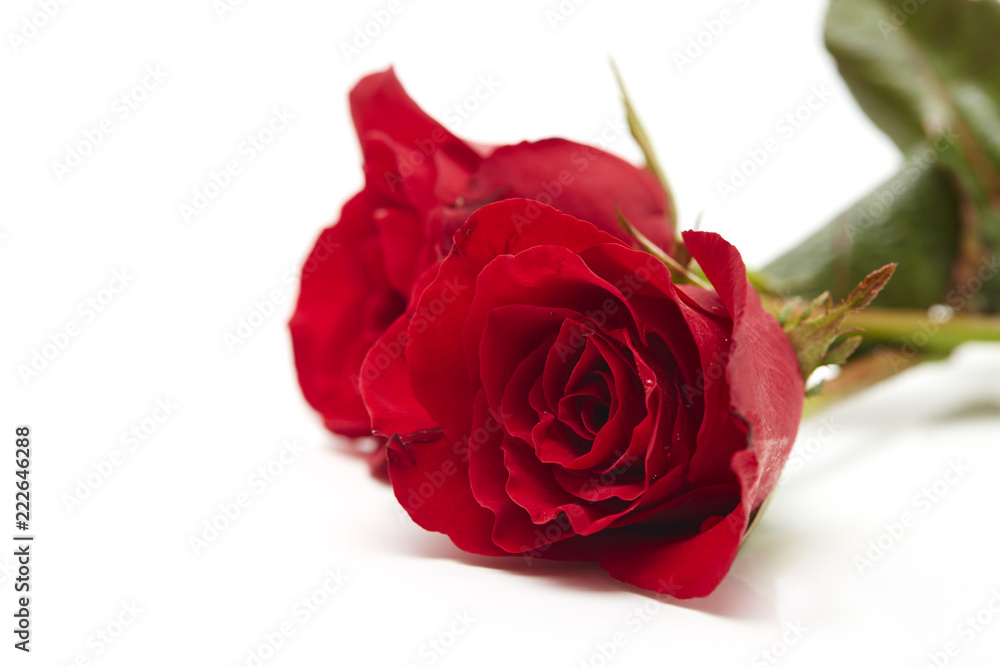 Two red rose on white background Two red rose on white background
