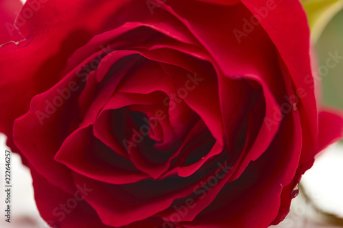 Wallpaper Mural red rose on white background Torontodigital.ca