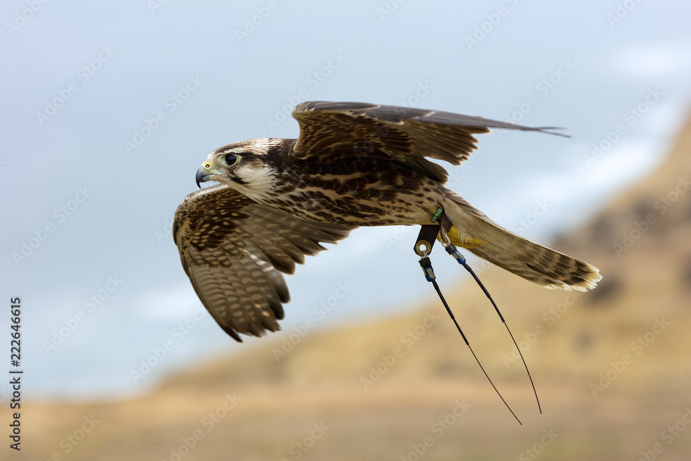 Fototapeta premium Reggie in the Wind