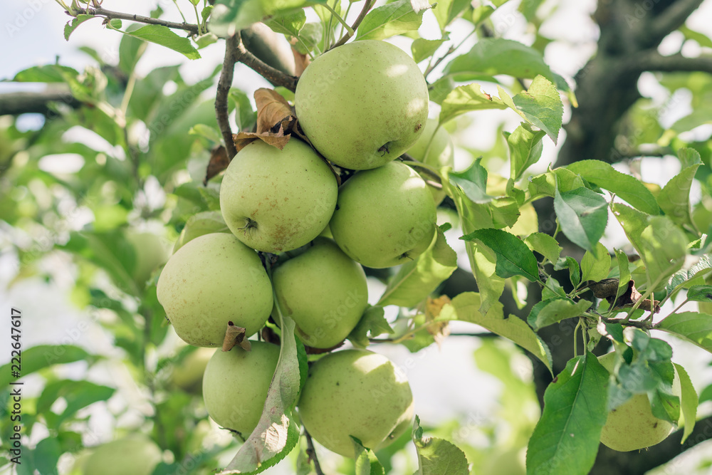 Apple fruits growing on an apple tree branch Apple fruits growing on an apple tree branch