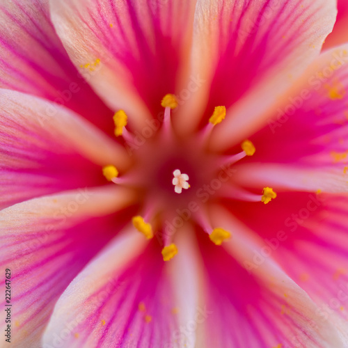 closeup of pink flower