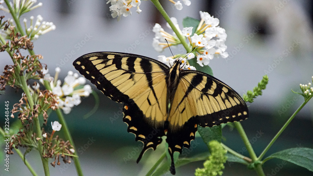 Schwalbenschwanz Papilio machaon Schwalbenschwanz Papilio machaon