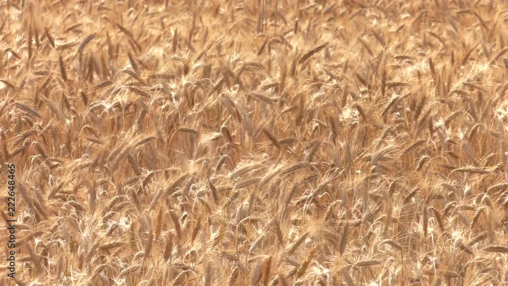 Wheat field in the sun. Beautiful view. Gold colors.Panning,Closeup, Shallow depth of fields. Wheat field in the sun. Beautiful view. Gold colors.Panning,Closeup, Shallow depth of fields.