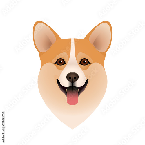 Isolated colorful head of happy welsh corgi pembroke or cardigan on white background. Flat cartoon breed dog portrait.