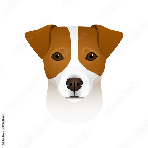 Isolated colorful head and face of jack russell terrier on white background. Flat cartoon breed dog portrait. © olkita