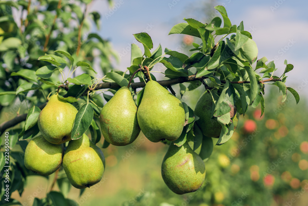 Pear fruits growing on an pear tree branch