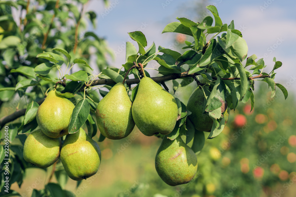 Pear fruits growing on an pear tree branch Pear fruits growing on an pear tree branch