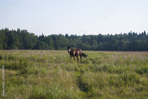 A horse with a black mane is grazing in a meadow.