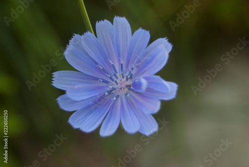The flower of chicory is a delicate blue color. Close-up