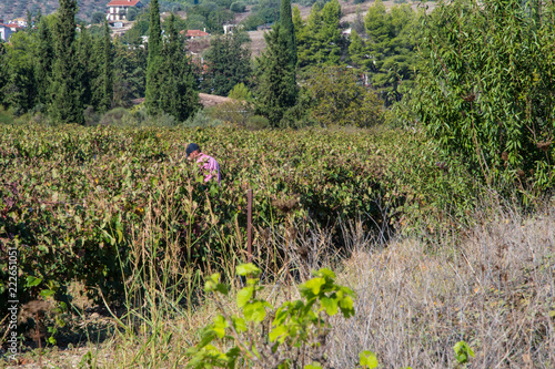 A man is harvesting black grapes in a vineyard in Nemea, Peloponnese, Greece