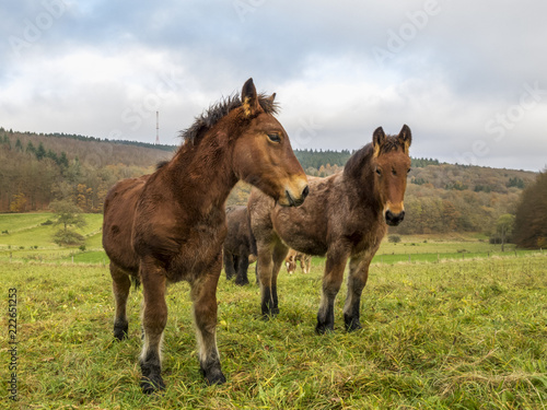 Close picture of two Ardennes foals in a Belgian pasture on a rainy November day