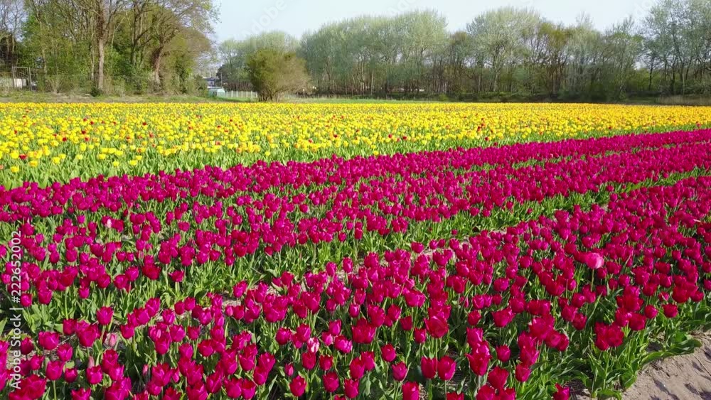 Aerial view of super colorful tulips farm blossom around Leiden country side at Netherlands Aerial view of super colorful tulips farm blossom around Leiden country side at Netherlands