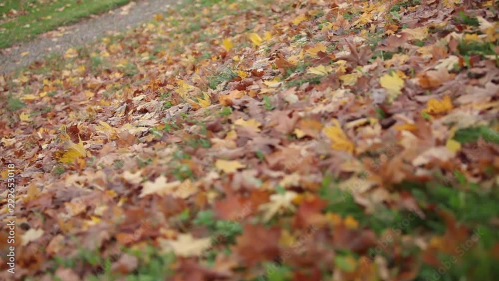 Maple leaves on the ground in red autumn time Maple leaves on the ground in red autumn time